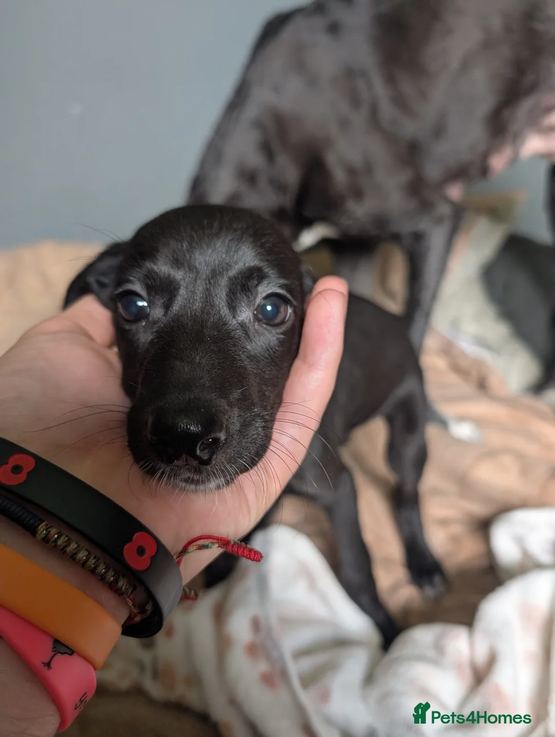 Greyhound dogs for sale: Greyhound puppies 2 male 1 female left - Advert 2