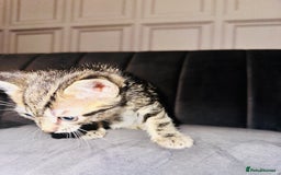 Mixed Breed cats for sale: Calico/tabby kittens  - Image 10