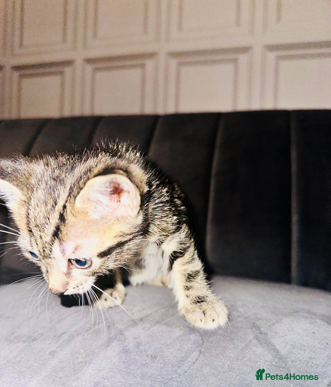Mixed Breed cats for sale: Calico/tabby kittens  - Image 10