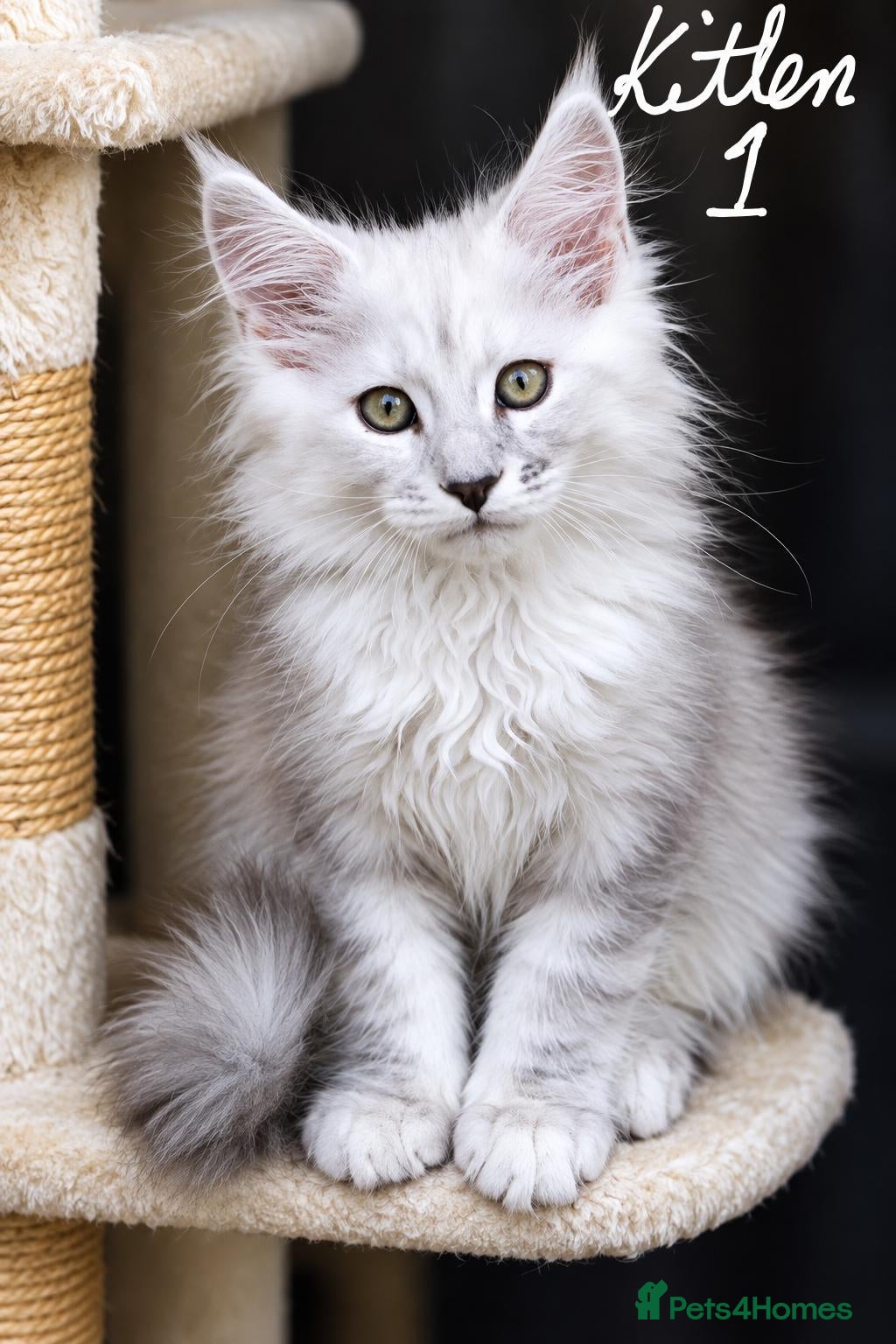 Maine Coon cats Shaded pure bread maine coons - Advert 2