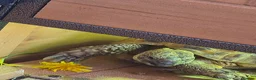 Hermann Tortoise reptiles for sale: Hermann tortoise  in Barnsley - Advert 5
