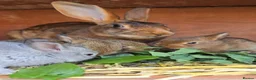 Belgian Hares rabbits for sale: Male belgium hair - Advert 3