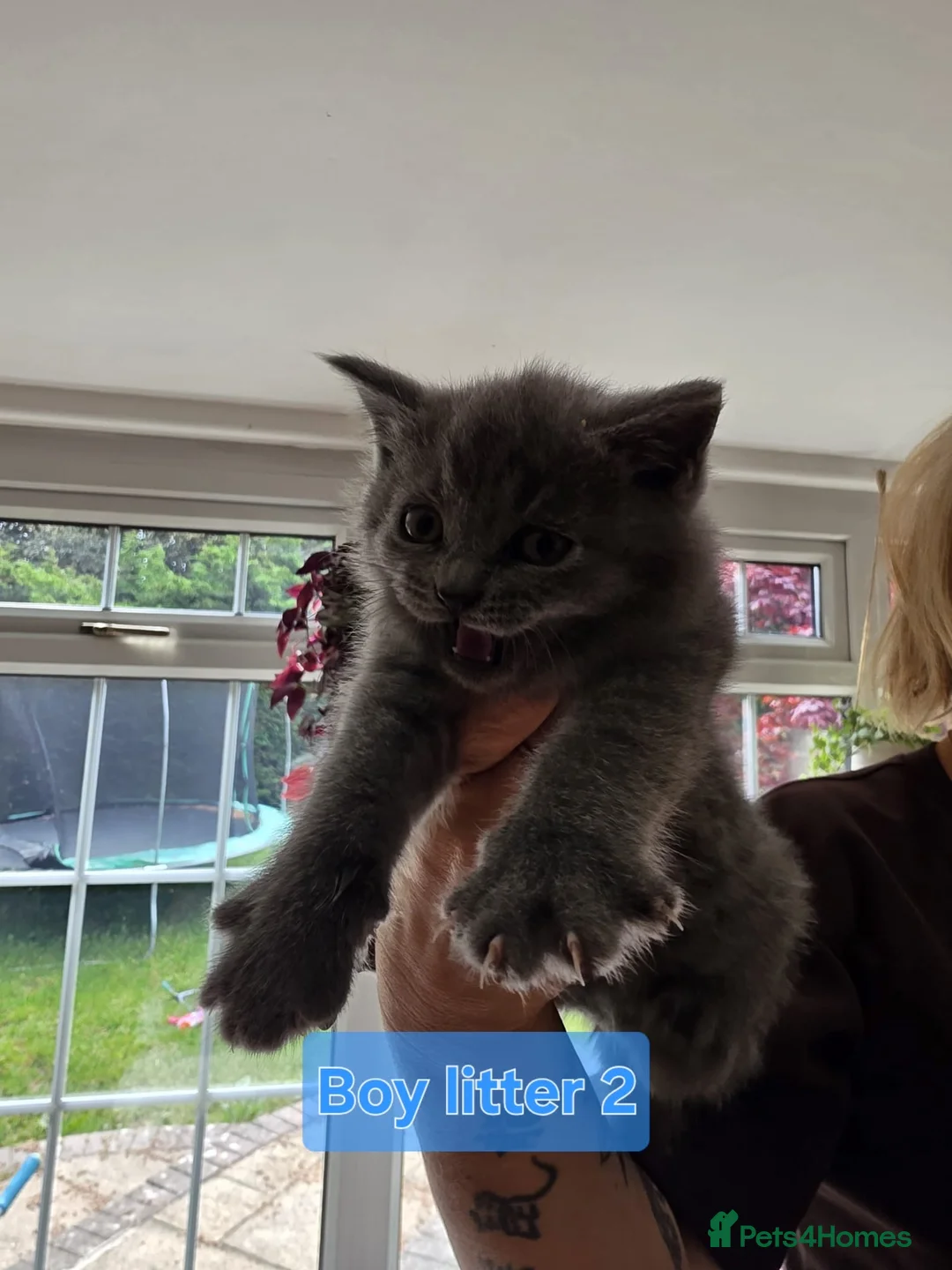 British Shorthair cats for sale: British Shorthair Kittens  - Advert 2