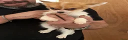 Chihuahua dogs for sale: 3 adorable chihuahuas for sale - Advert 5