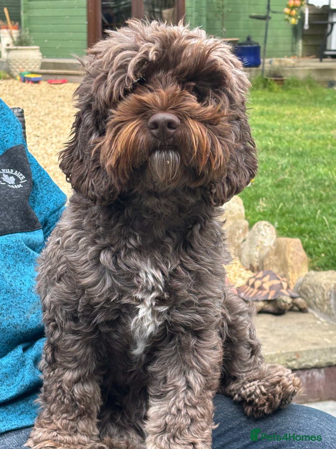 Cockapoo dogs for sale: F1b American Cockapoo’s  - Advert 2