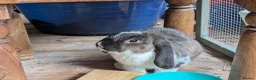 English Lop rabbits for sale: Lovely lop rabbits for sale in Melton Mowbray - Advert 4