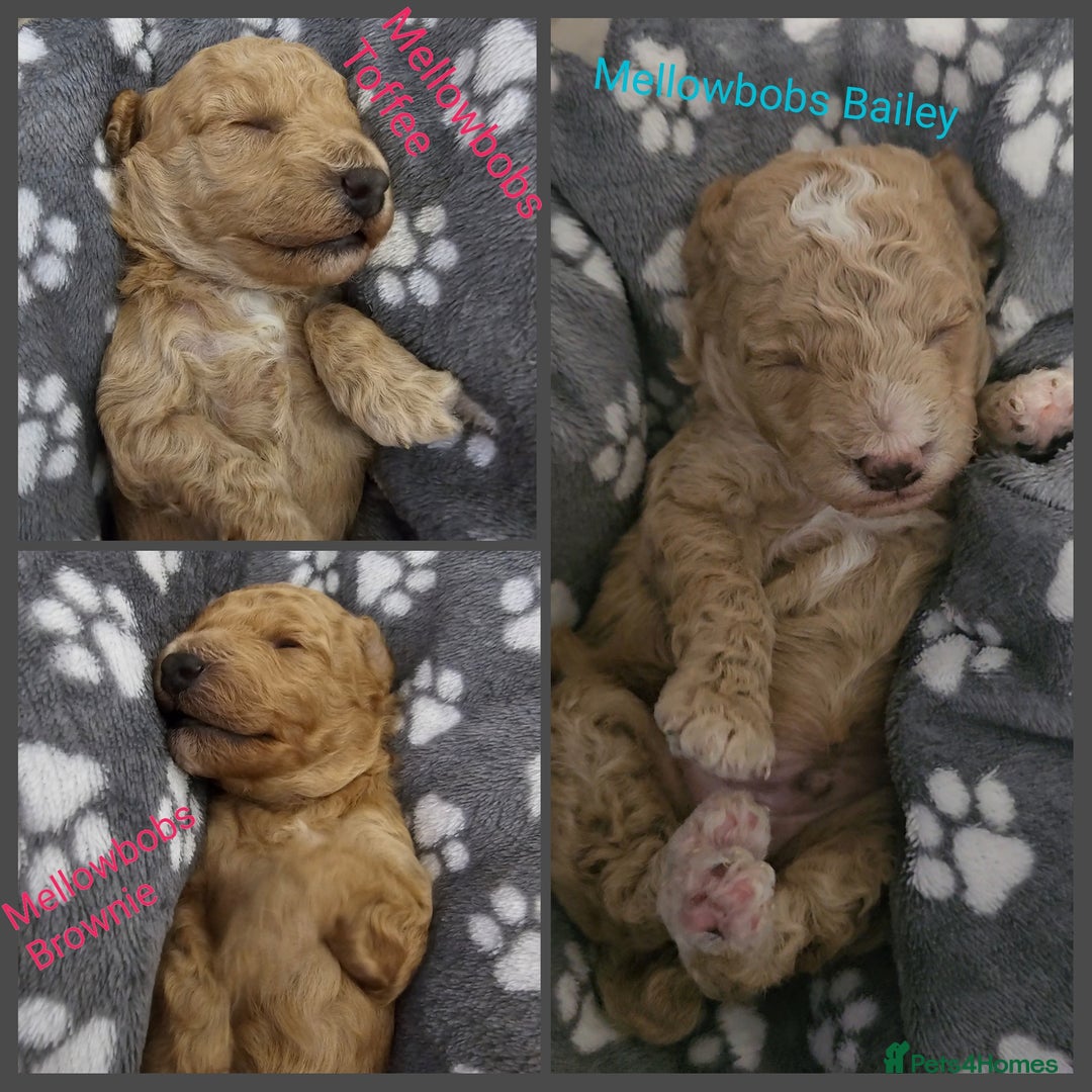 Toy Poodle dogs for sale: Toy Poodle- Red -DNA tested- KC registered - Advert 1