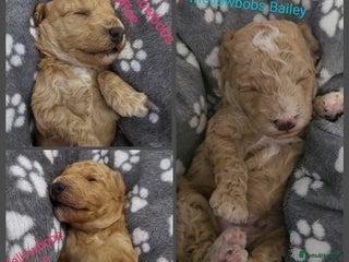 Toy Poodle dogs Toy Poodle- Red -DNA tested- KC registered - Advert 4