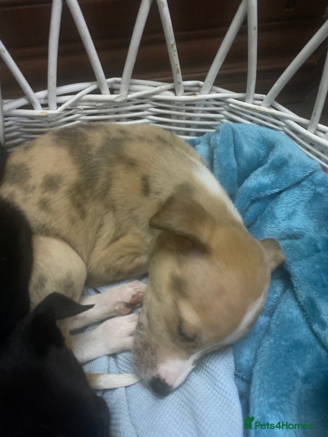 Mixed Breed dogs for sale: Collie lurcher greyhound mix - Advert 36