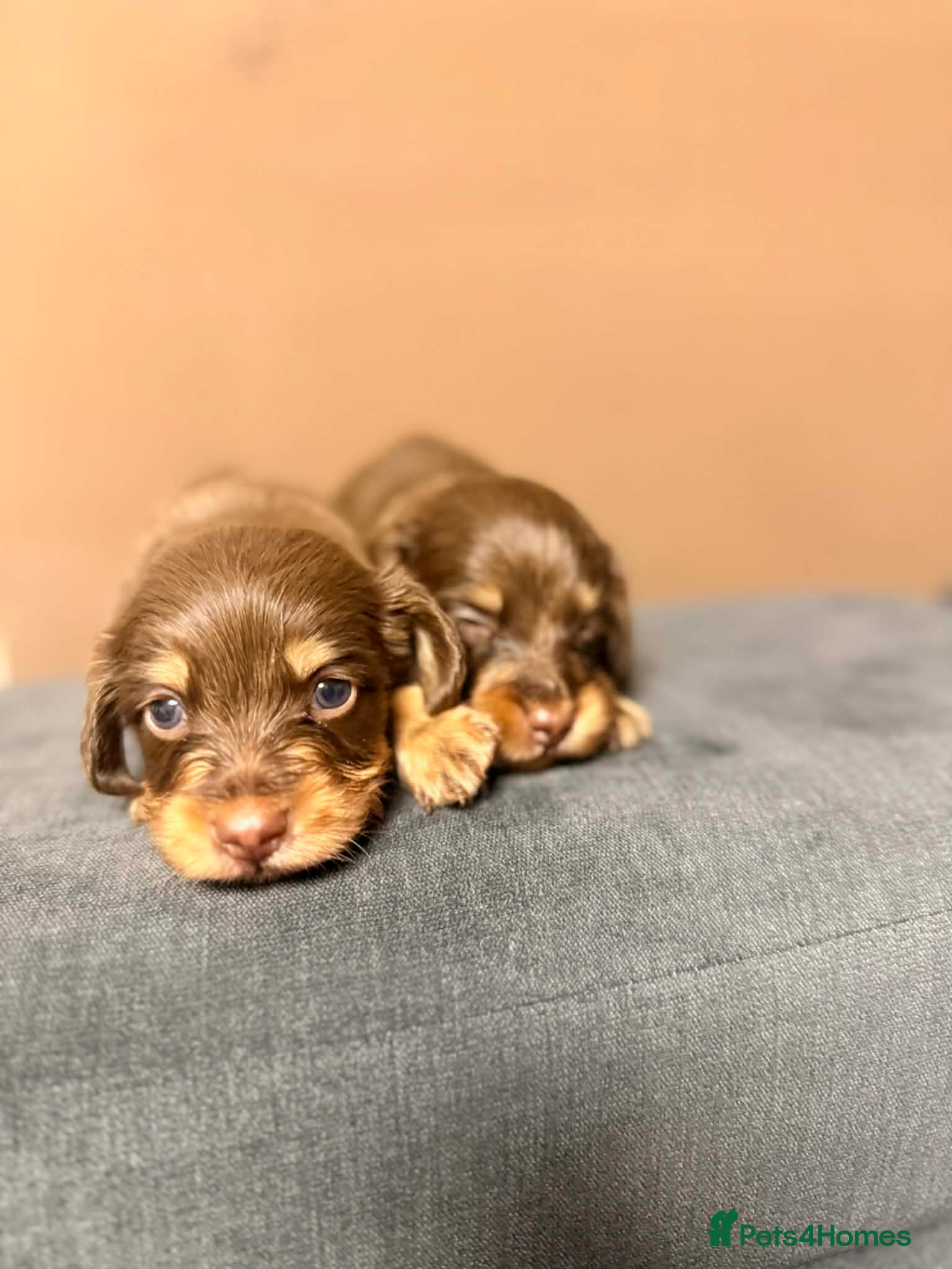 Miniature Dachshund dogs 🐾 Stunning Chocolate Cream Mini Longhair Boys ✨🐶 - Advert 7