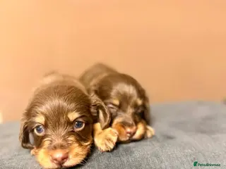 Miniature Dachshund dogs 🐾 Stunning Chocolate Cream Mini Longhair Boys ✨🐶 - Advert 7