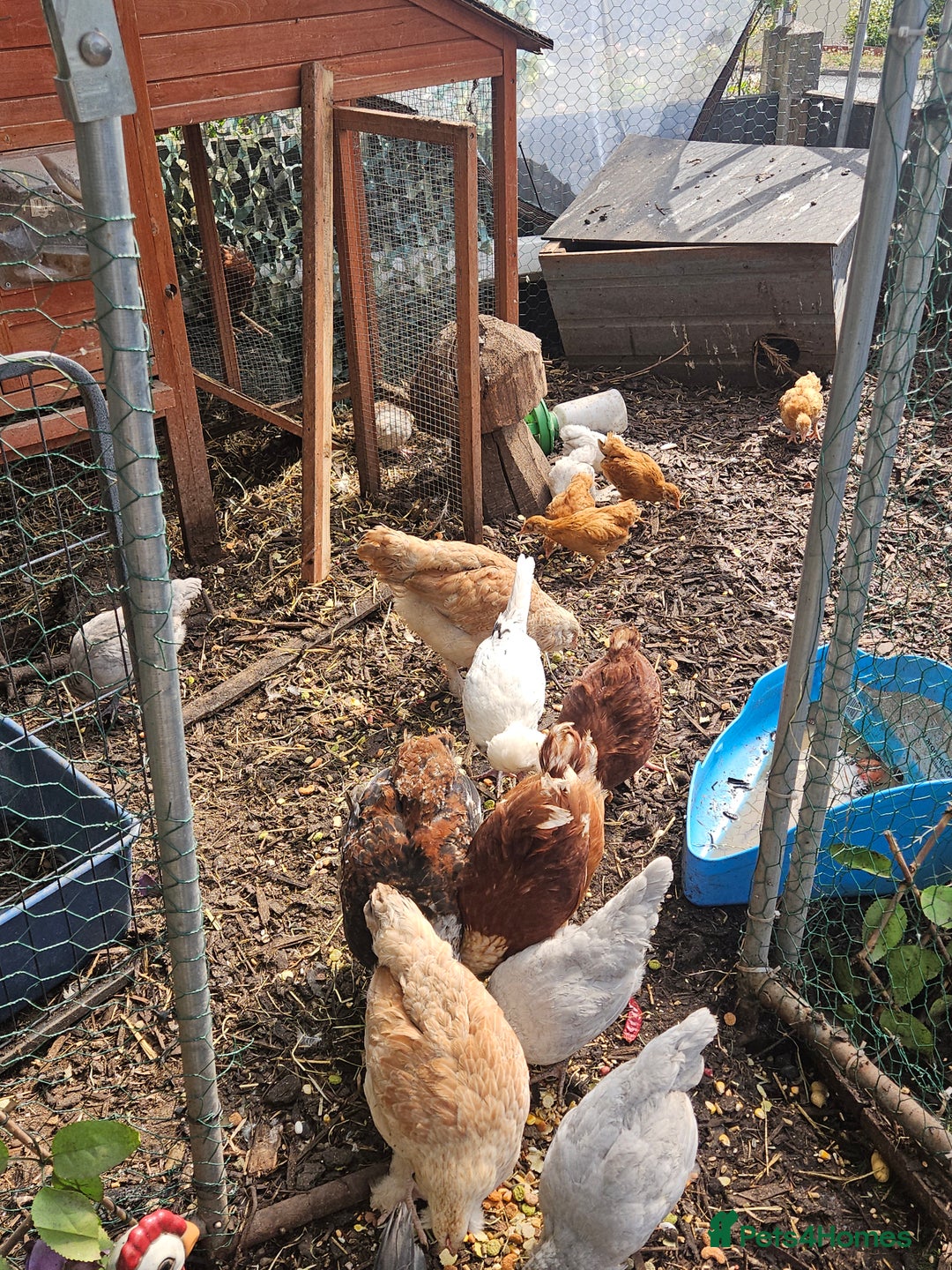 Chickens poultry for sale: Various breeds of chickens  - Image 3