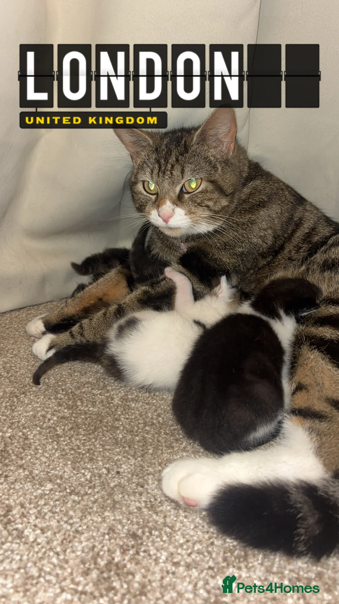 British Shorthair cats for sale: TWO MALE KITTENS LEFT - Advert 2