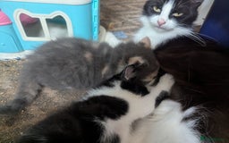 Maine Coon cats for sale: Maine coon x - Image 3