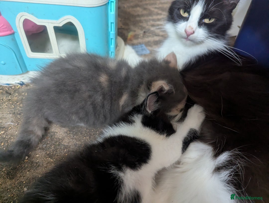 Maine Coon cats for sale: Maine coon x - Image 3