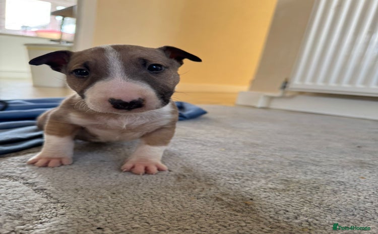 English Bull Terrier dogs - Advert 1