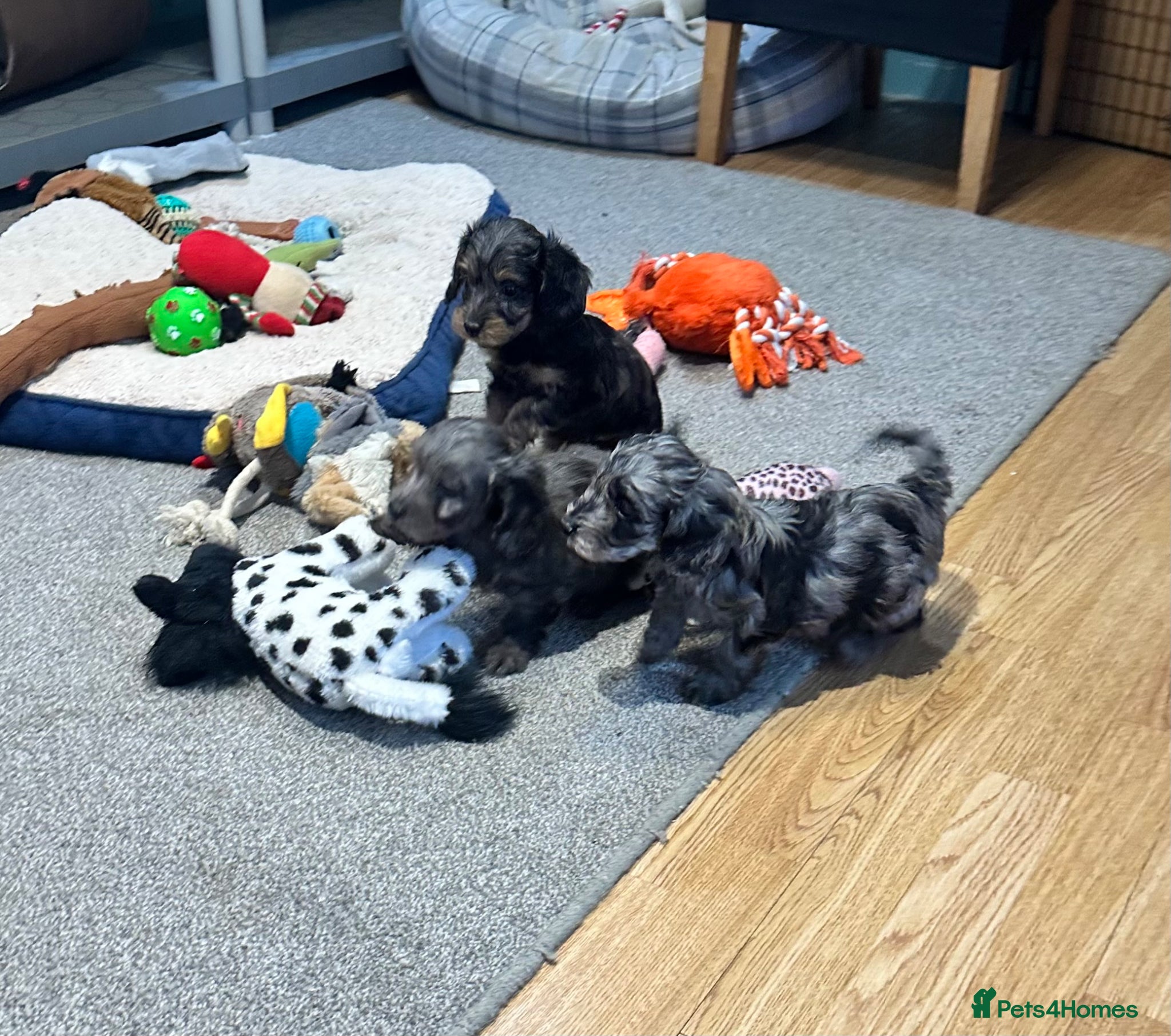 Doxiepoo dogs for sale: Stunning dachshund/poodle pups - Advert 18