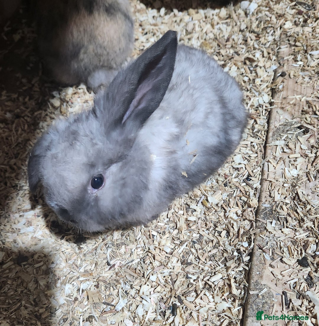 Mixed Breed rabbits for sale: Adorable Mixed Breed Baby Rabbits - Born October  - Advert 4