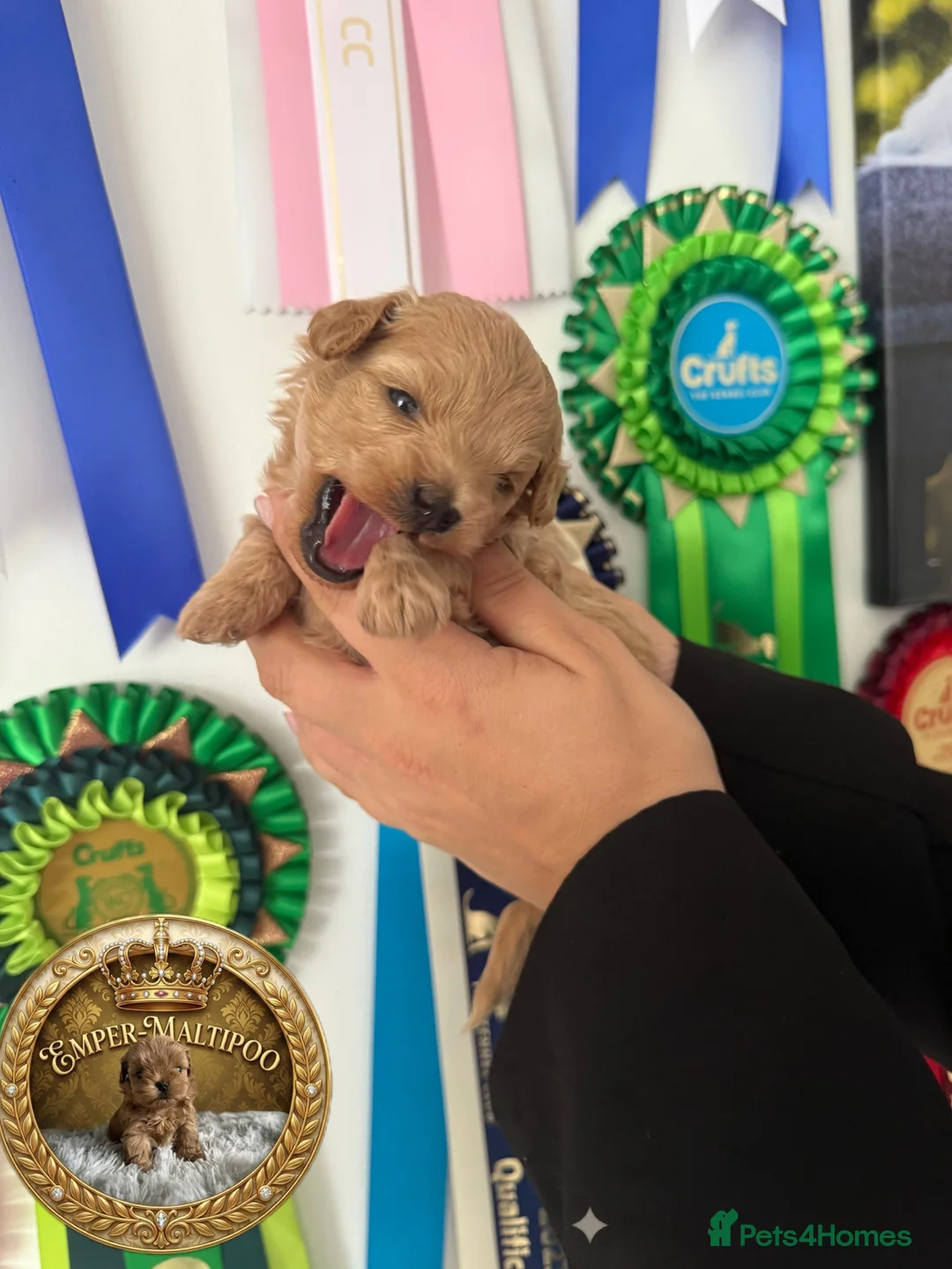 Maltipoo dogs for sale: Tiny Maltipoo puppies- Asian dad - Advert 2