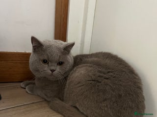 British Shorthair cats BSH Male - Advert 1