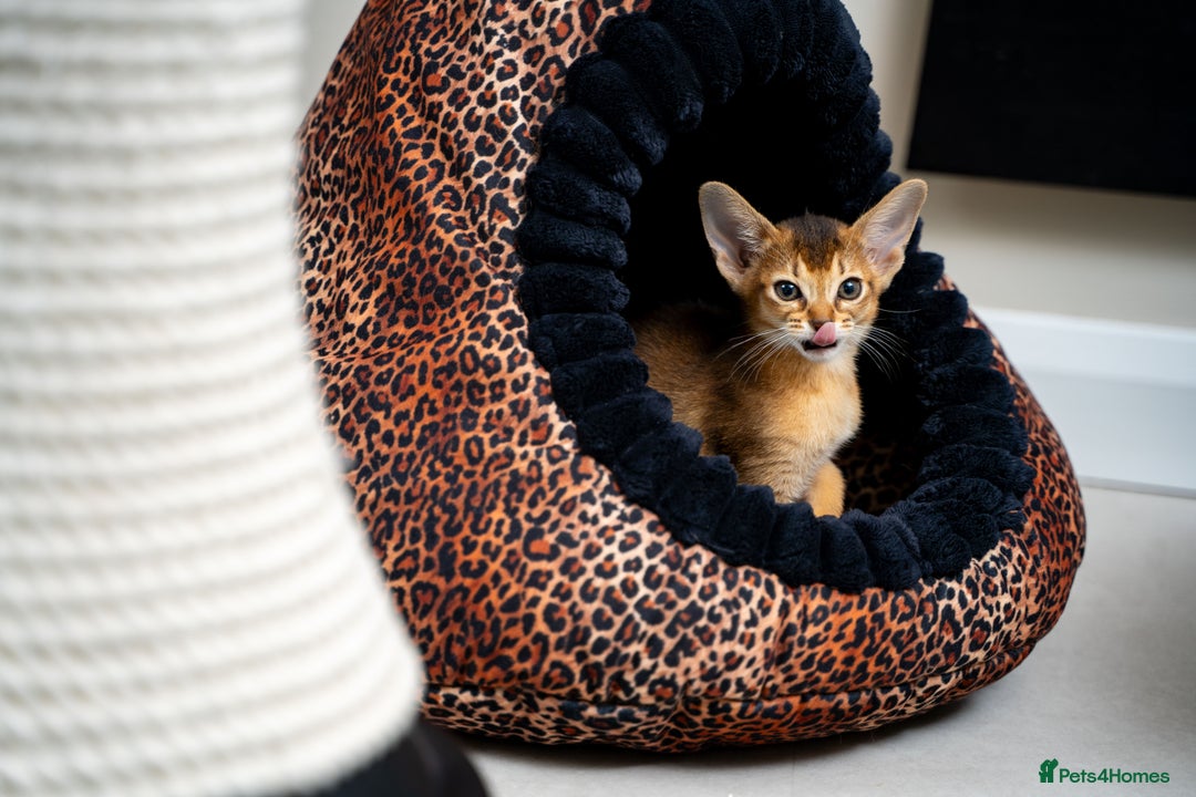 Abyssinian cats for sale: Elegant Abyssinian Kittens Champion Lines 🏆 🥇  - Image 24