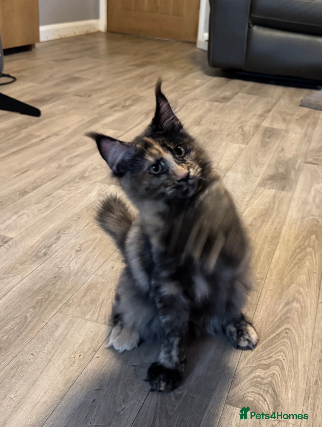 Maine Coon cats for sale: 2 Large Tica Maine Coon Kittens - Image 11