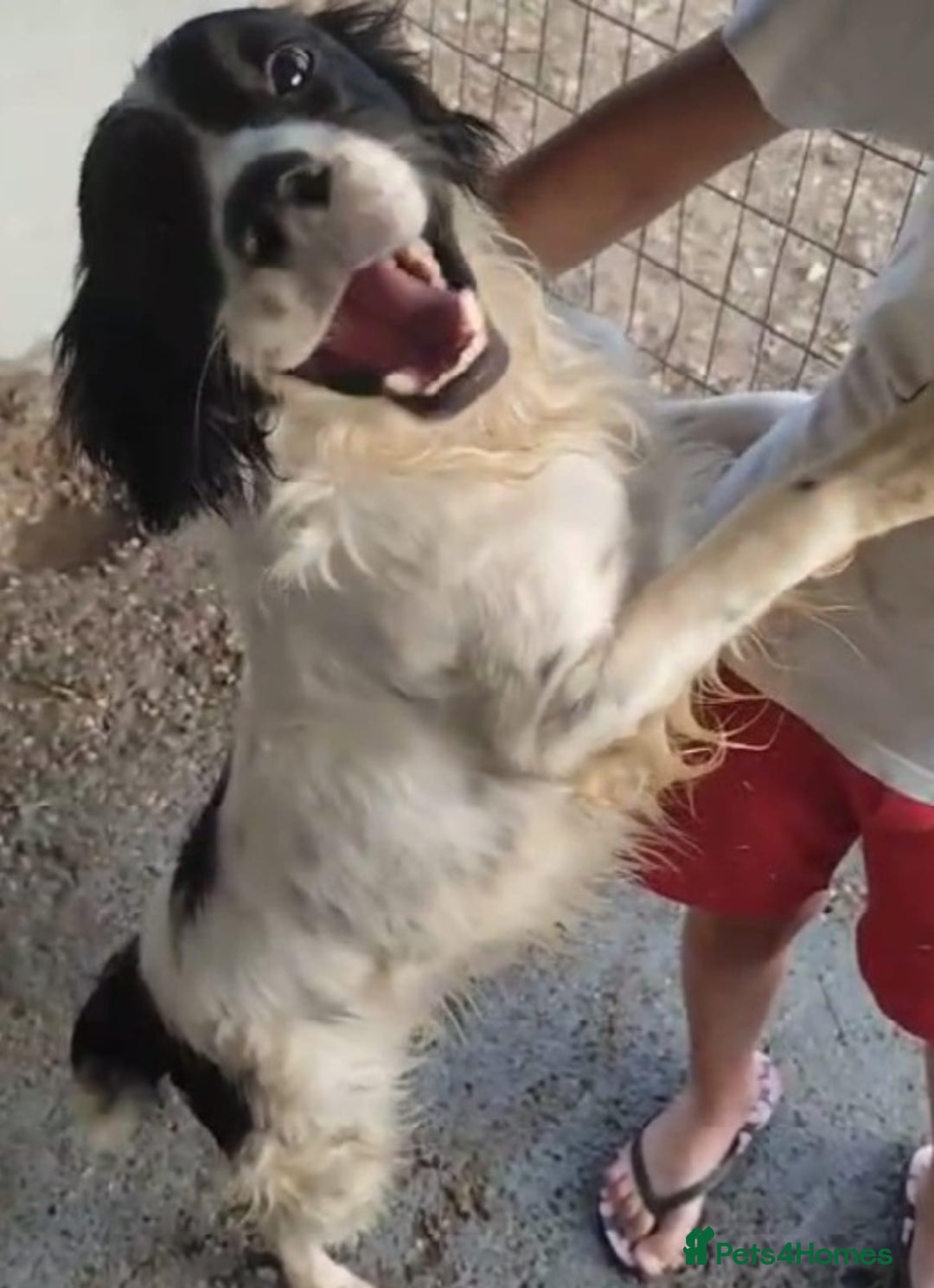 Brittany Spaniel dogs for adoption: Gorgeous, friendly Chicle in Camberley, Surrey - Image 2