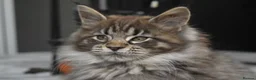 Maine Coon cats for sale: Gorgeous Champion Bloodline Maine Coon Kittens - Advert 12