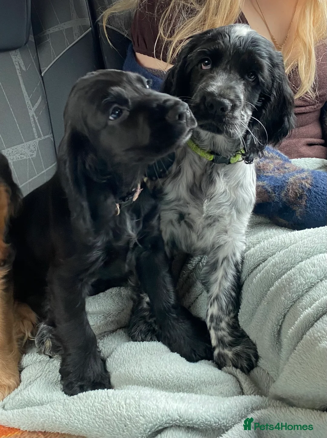 Cocker Spaniel dogs for sale: 1 of 9 beautiful full cocker spaniel pups left - Advert 1