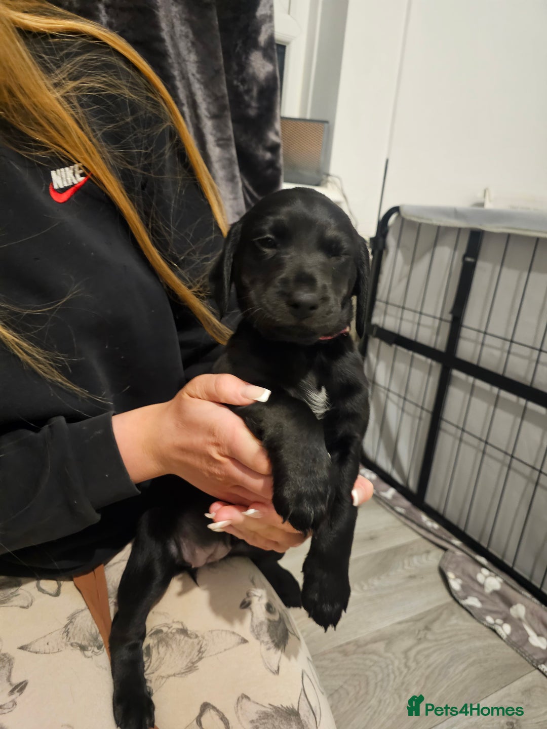 Mixed Breed dogs for sale: Chunky staff x lab pups 3 left - Advert 6