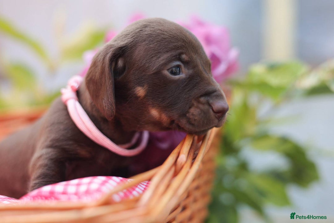 Dachshund dogs for sale: KC Miniature dachshunds puppies  - Image 21