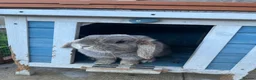 Mini Lop rabbits for sale: Female mini lops with hutch and run  in York - Advert 7
