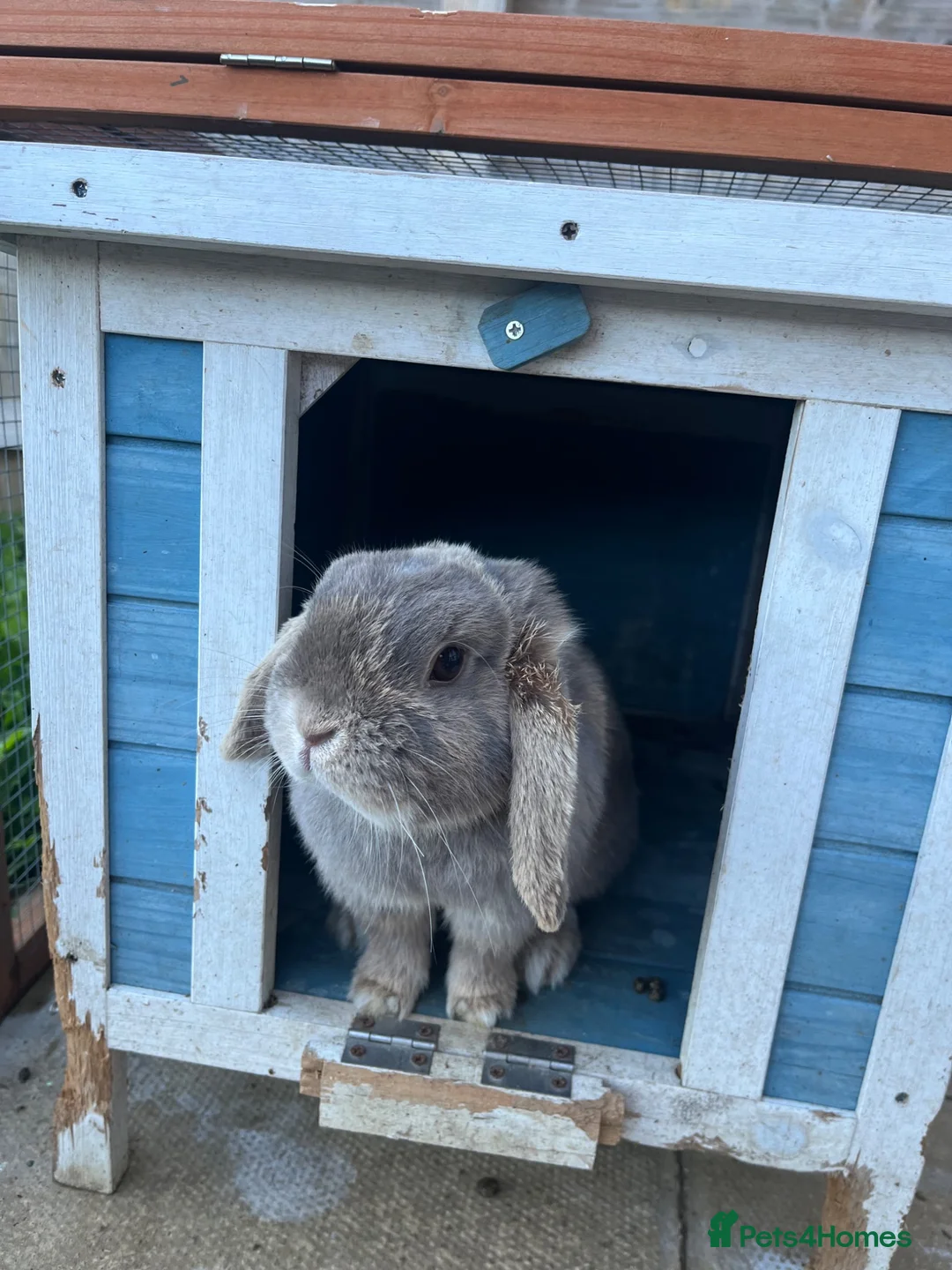 Mini Lop rabbits for sale: Female mini lops with hutch and run  in York - Advert 7