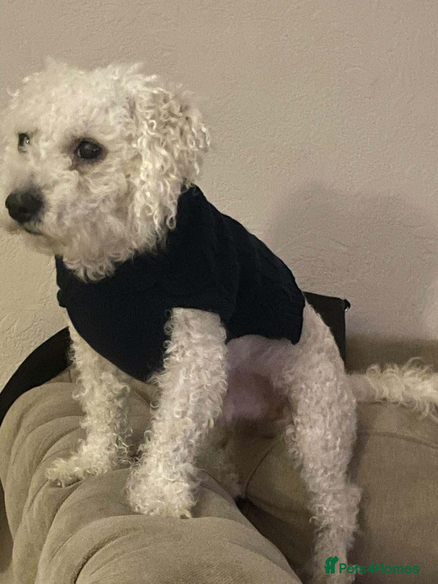 Cavachon dogs for sale: Very loving dog - Advert 14