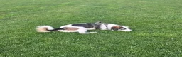 Mixed Breed dogs for adoption: Meet Ash, currently residing in Essex in Burnham-on-Crouch - Advert 9