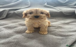 Cockapoo dogs for sale: F1 Cockapoos - Image 2