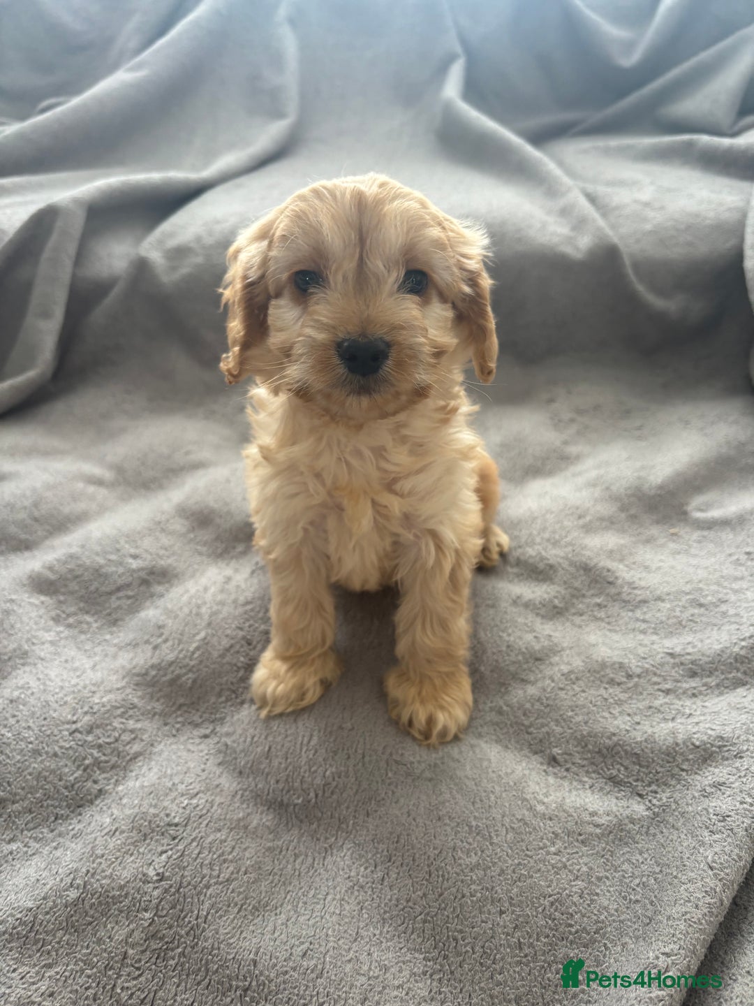 Cockapoo dogs for sale: F1 Cockapoos - Image 2