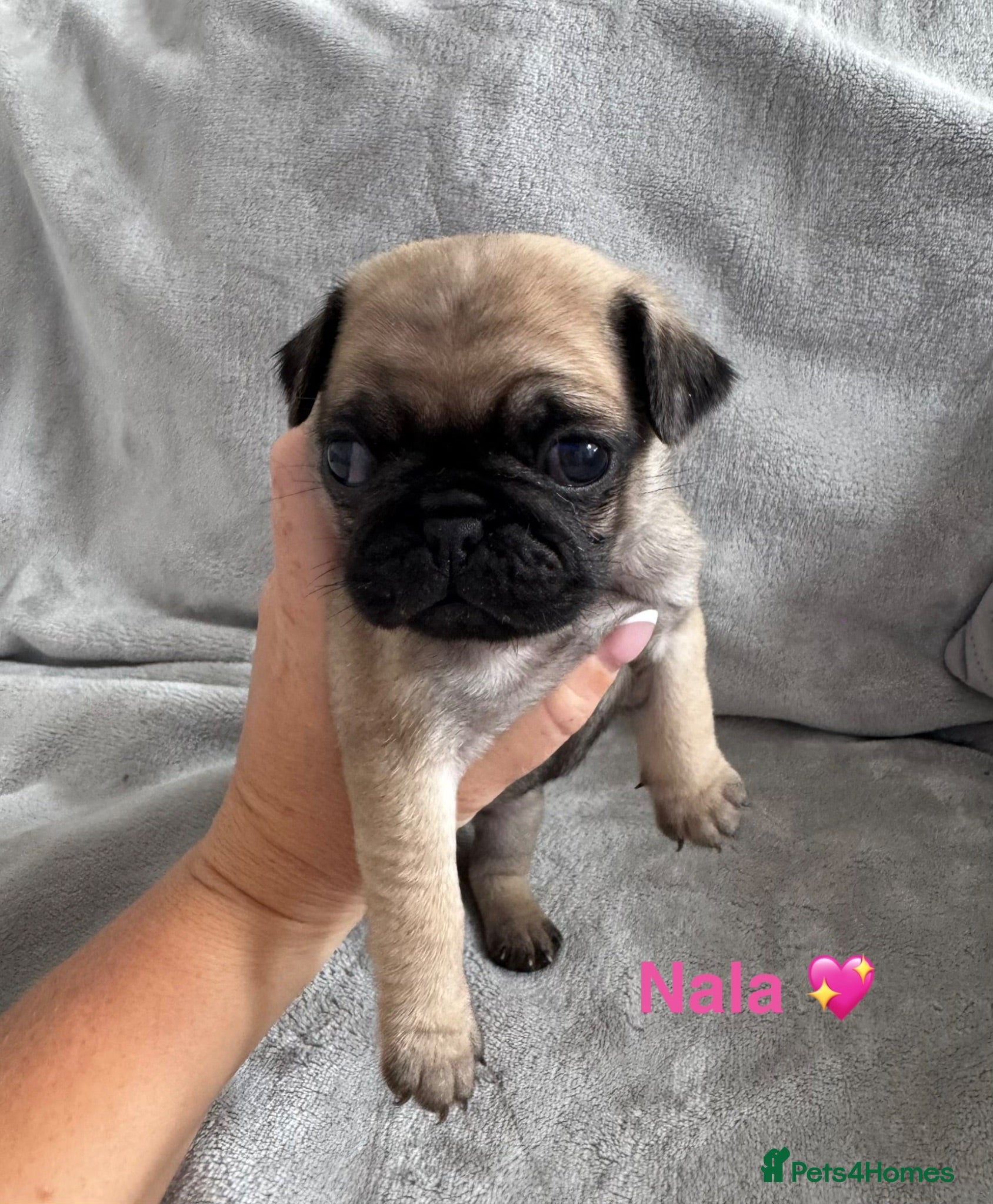 Pug dogs Beautiful KC Registered Pug Puppies available now! - Advert 2