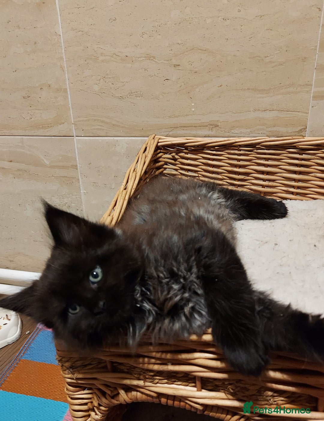 Maine Coon cats for sale: GREAT QUALITY/GCCF/ DNA/ VERY CUTE !!! - Advert 10