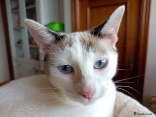 Siamese cats - Advert 23