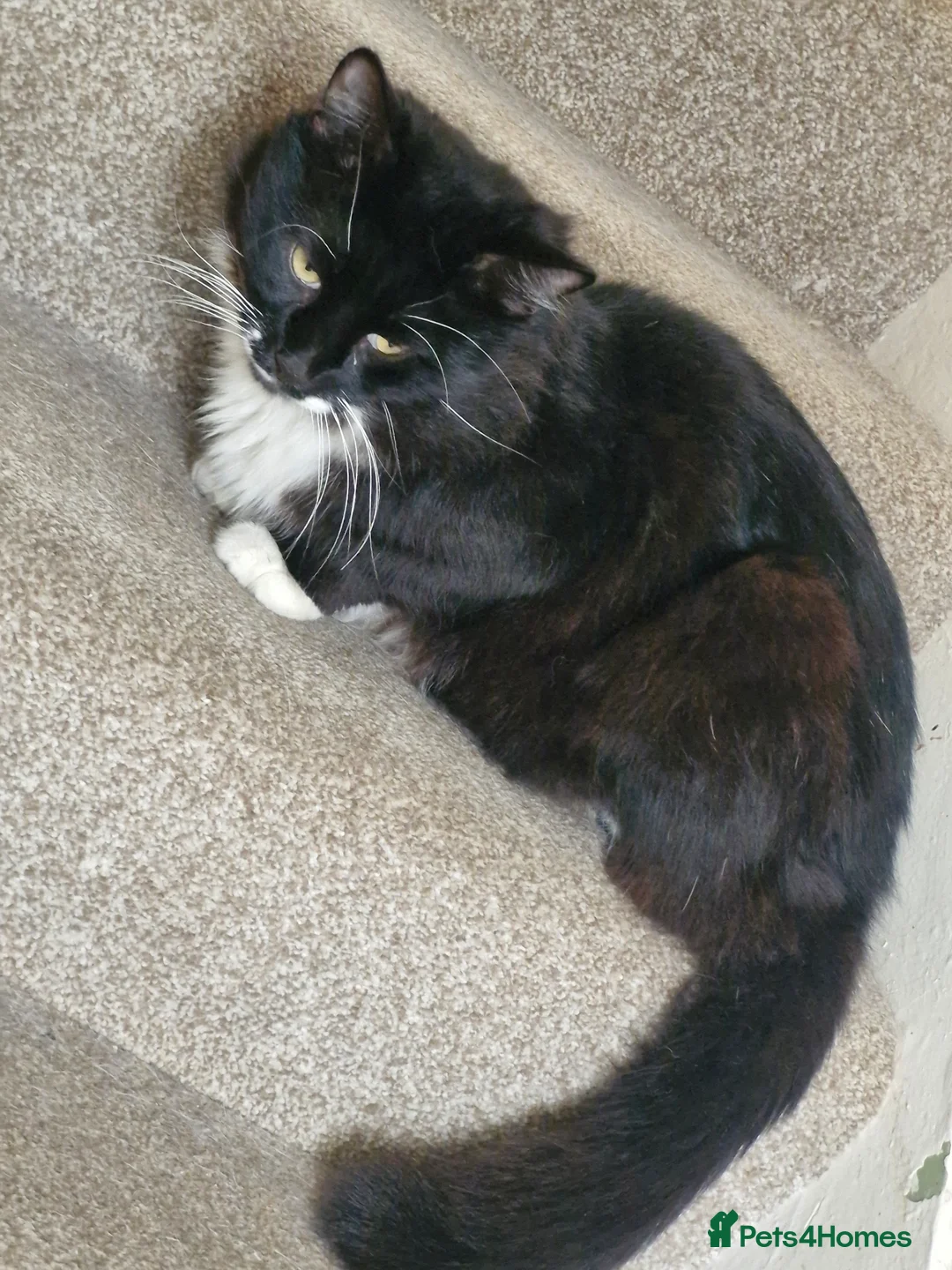 British Longhair cats for sale: Young male around 4 years old  - Advert 5