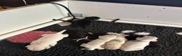 Mixed Breed dogs for sale: Fregal puppies - Advert 33