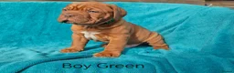Dogue De Bordeaux dogs for sale: 9 Stunning bundles of joy - Advert 6