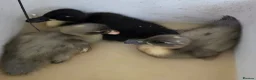 Ducks poultry for sale: 5 little ducklings runner cross call duck - Advert 4