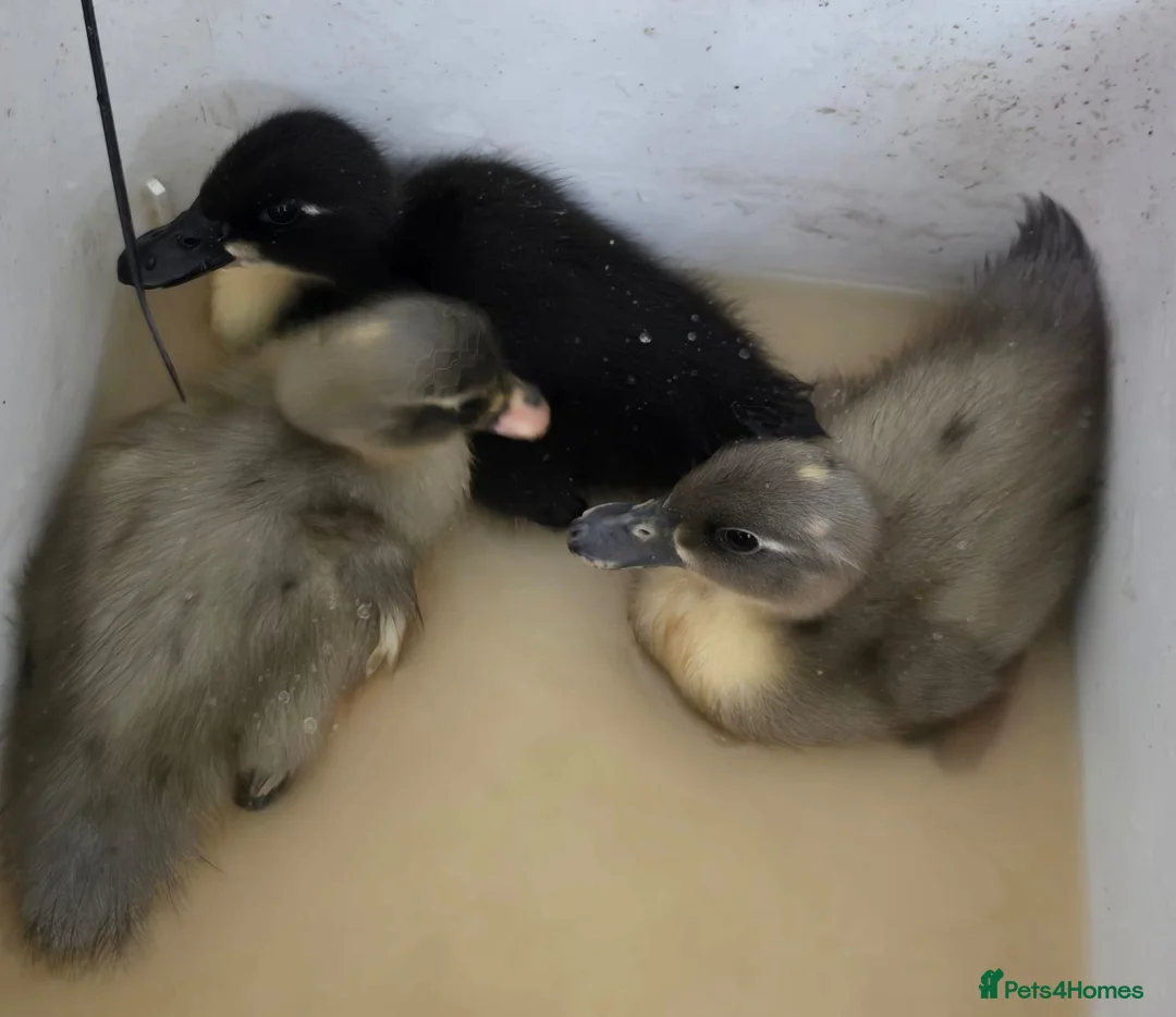 Ducks poultry for sale: 5 little ducklings runner cross call duck - Advert 4