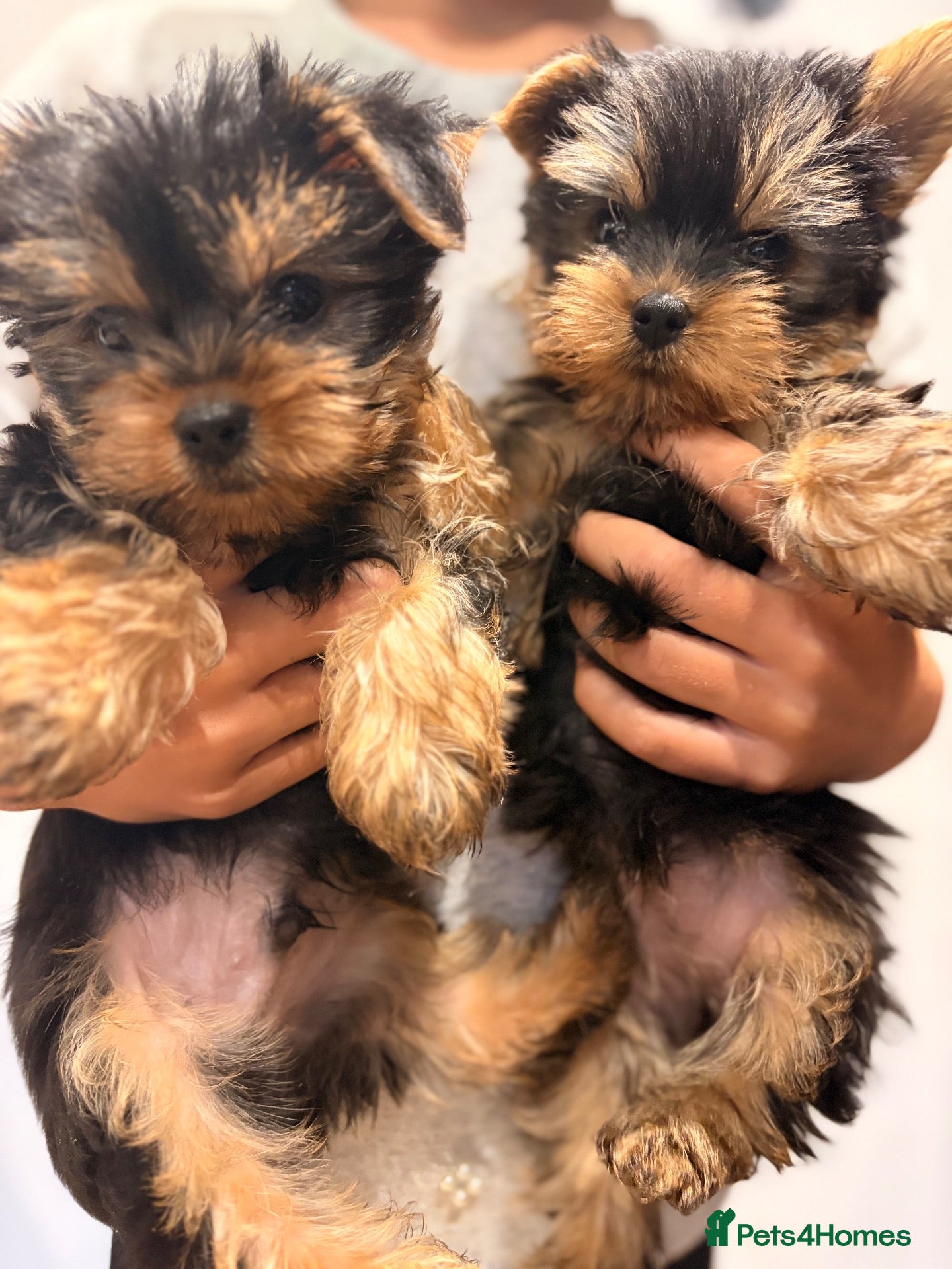 Yorkshire Terrier dogs Yorkshire Terrier Puppies - Advert 1