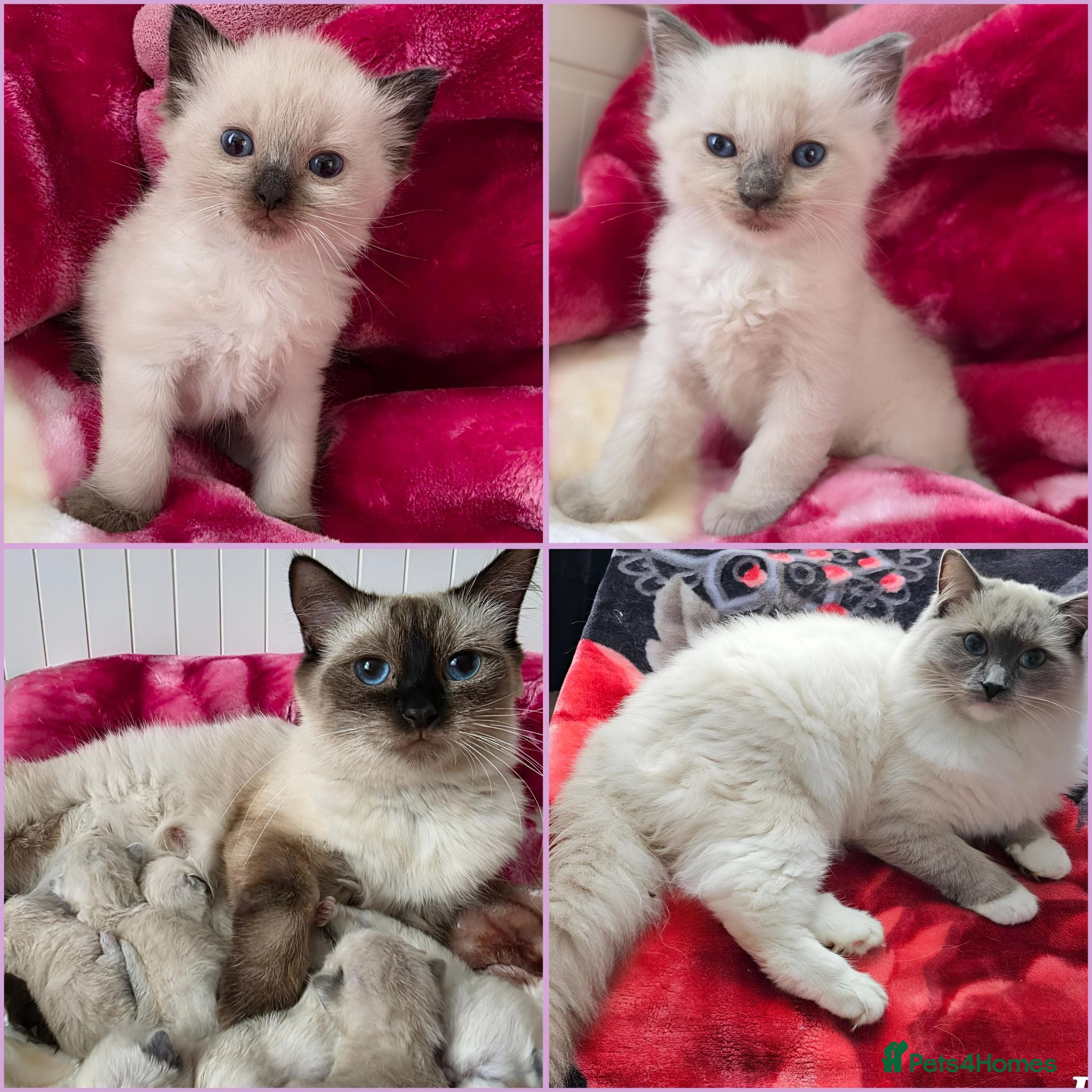 Ragdoll cats Ragdolls kittens.Ready for pickup tomorrow😻🙀 - Advert 1