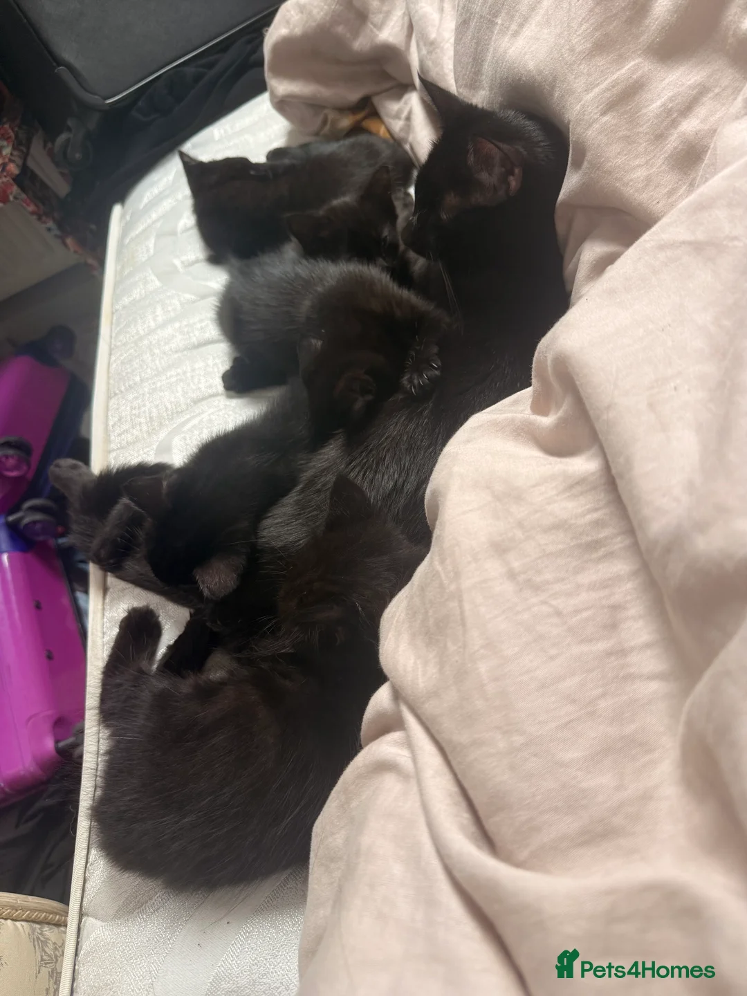 Mixed Breed cats for sale: Boy kitten  - Advert 2