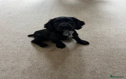 Cocker Spaniel dogs for sale: 10 Week old Working Cocker spaniel - Image 4