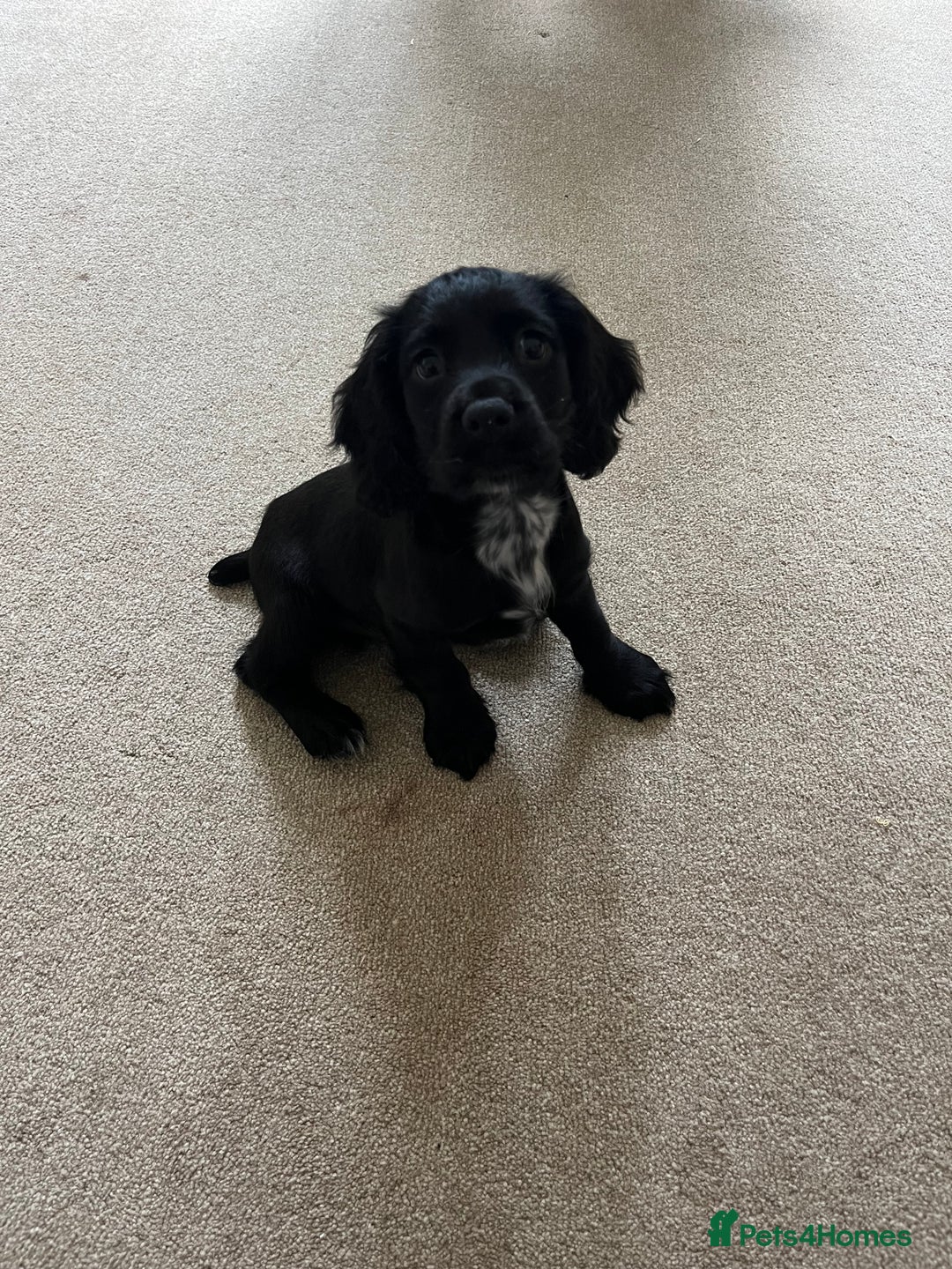 Cocker Spaniel dogs for sale: 10 Week old Working Cocker spaniel - Image 4